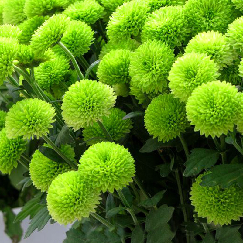 千头菊花盆栽小菊花苗 秋季观赏阳台花卉绿植物庭院带花苞开花