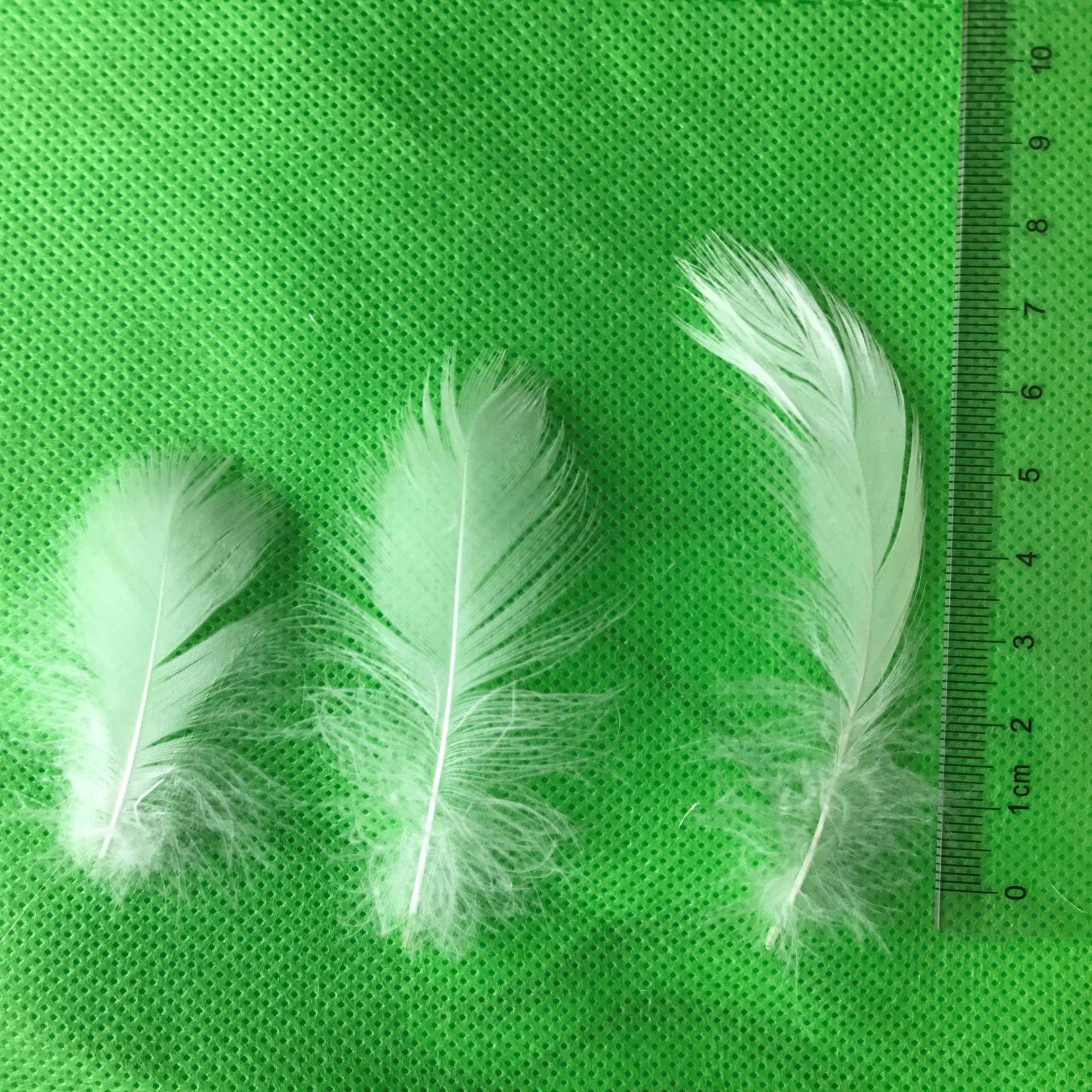 羽毛厂价批发直销5-8普白鸭毛片feather欧美日标国标羽绒羽毛