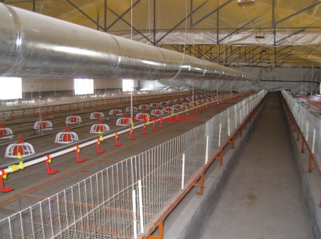 供应养鸭设备 肉鸭全自动养殖料线 水线 上门安装:15553662088