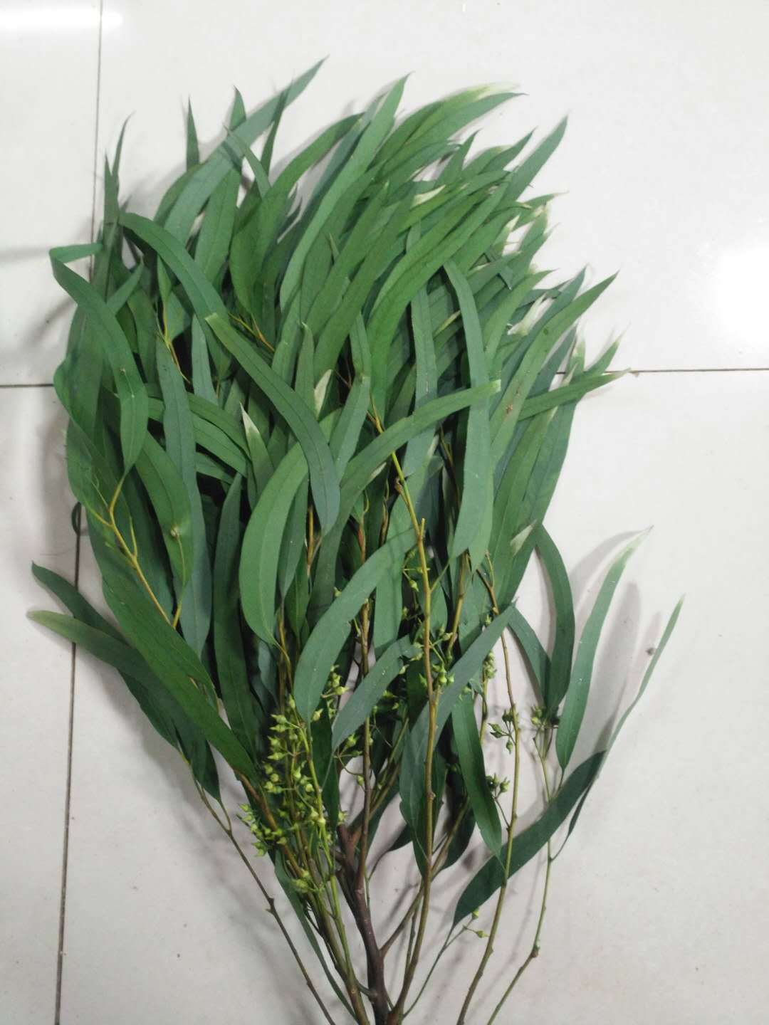 永生小米果叶 小米果叶 叶材