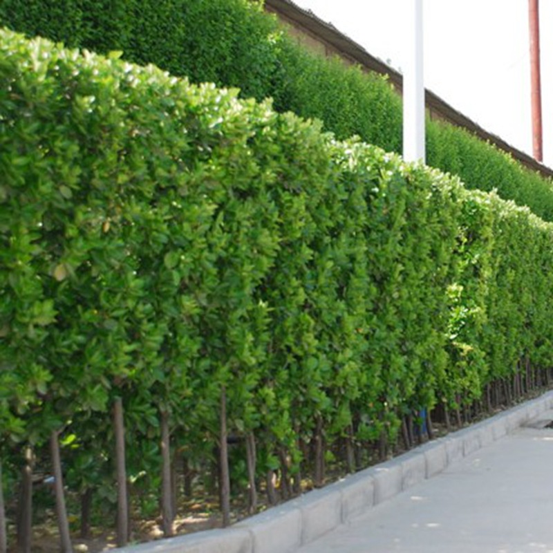 法国冬青冬青树苗大叶灌木丛生法国冬青庭院绿篱篱笆苗北海道黄杨