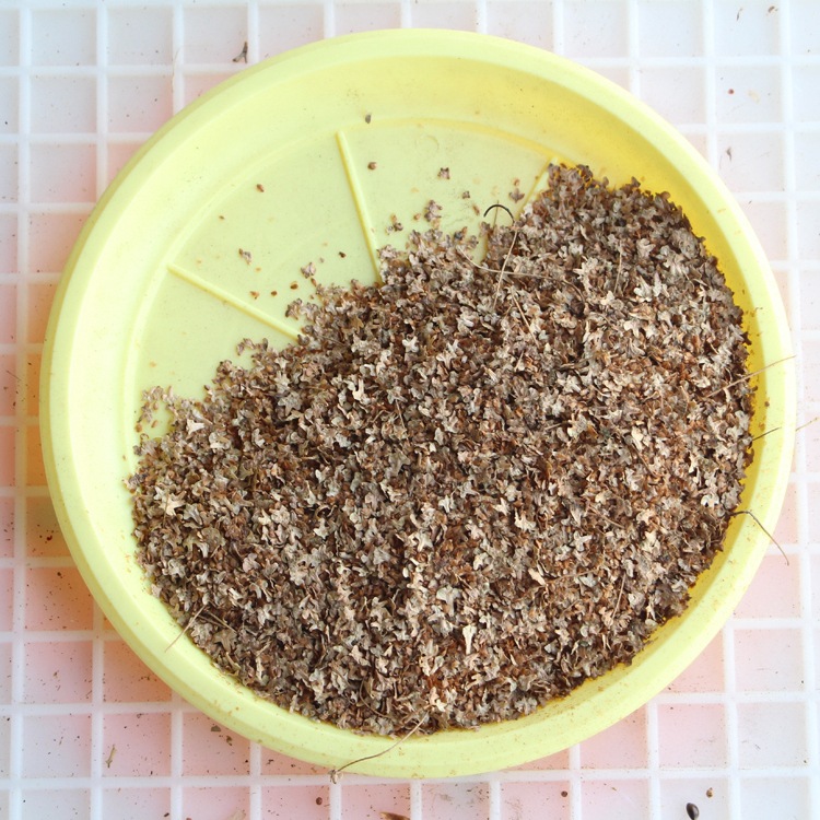 白桦树种子白桦种子 粉桦 桦皮树种子 桦树种子 桦木 桦皮树种子