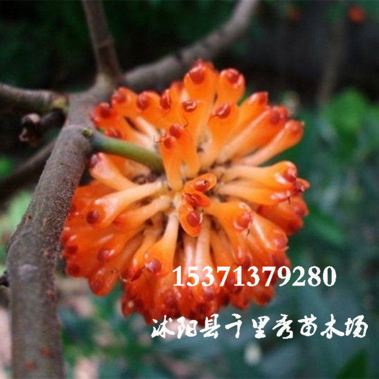 批发楮实子种子中药材种子褚实子彀木子纱纸树构树子壳树鹿仔树