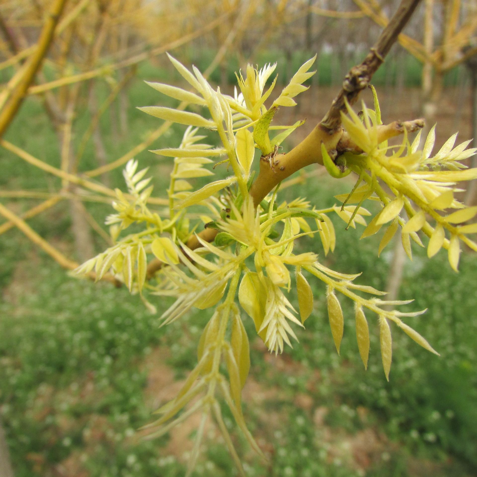 山东泰安直供工程绿化用黄金槐嫁接黄金槐金枝槐