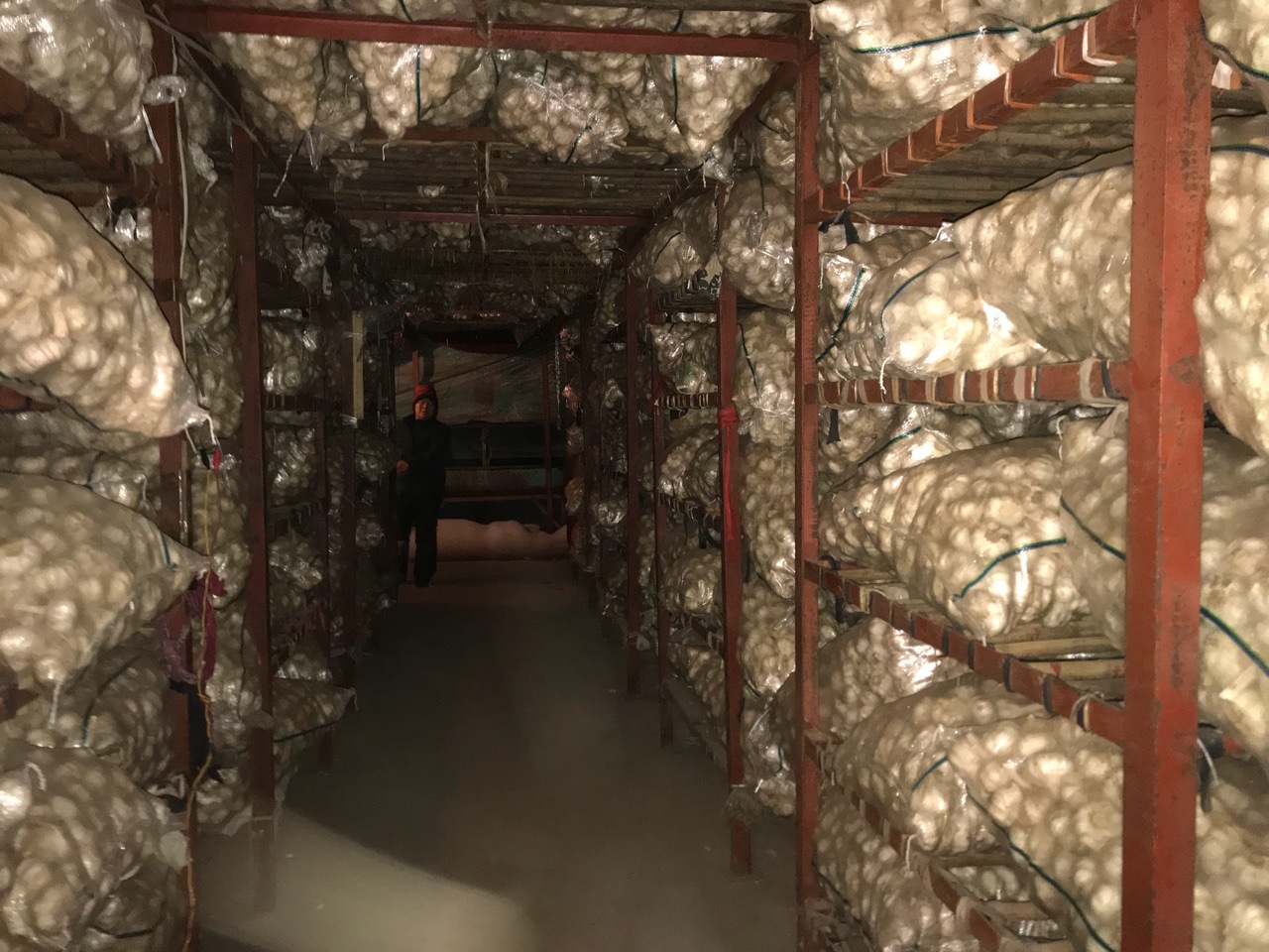 销售2019年莱芜冷库陈蒜,(统蒜和6公分大蒜),亏损