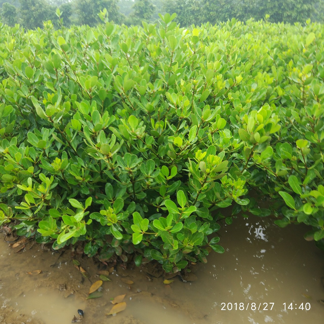 花厂直销桐花树苗 湿地绿化红树林袋苗批发