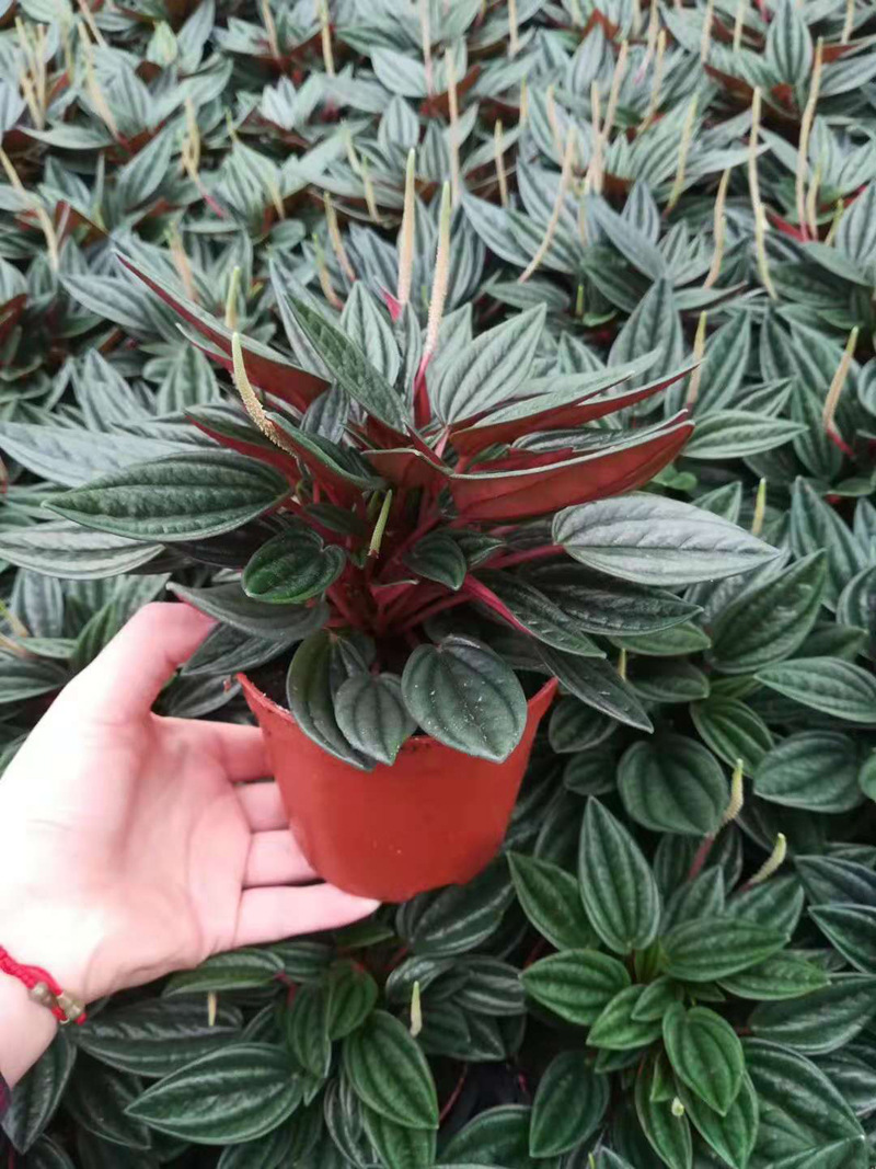 基地直供观叶植物小盆栽绿植室内吸甲醛花卉椒草90红天使