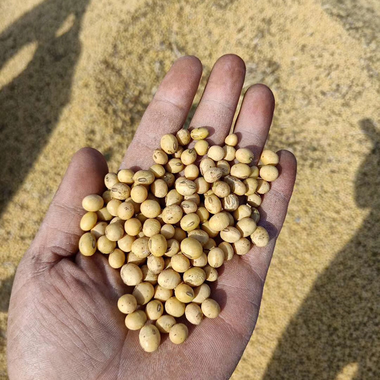 【苏北杂花中黄豆】供应高蛋白大粒豆 杂花豆制品专用豆批发