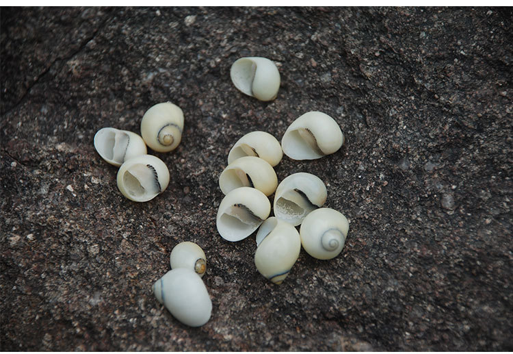 白延螺白色小海螺延螺工艺品饰品琥珀蜡烛配件 微景观diy家居水族