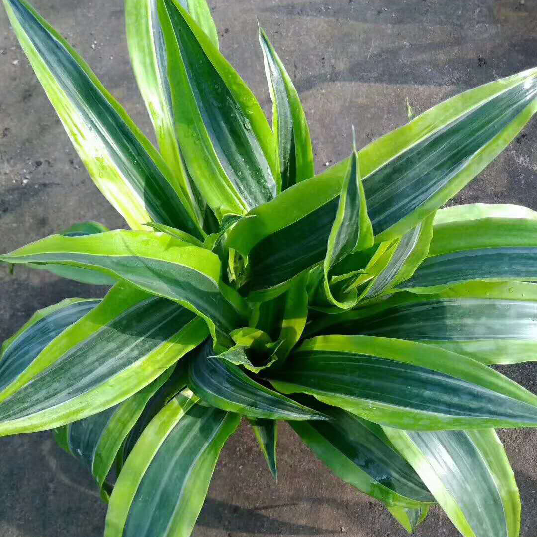 【基地直供】室内绿化植物 花卉盆栽 观赏绿植(140)巴西美人