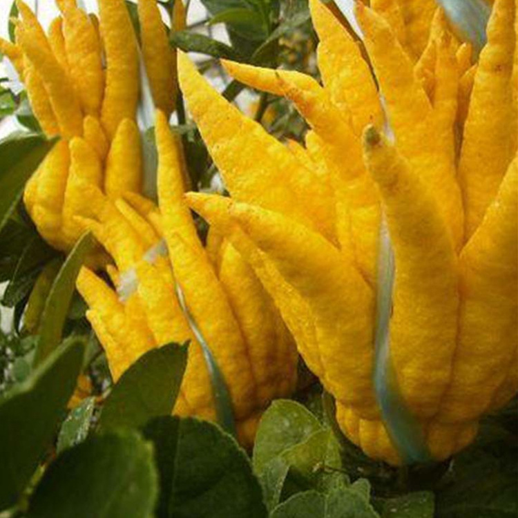 基地批发嫁接佛手柑树苗柑橘金佛手血橙苗不知火丑柑耙耙柑果树苗