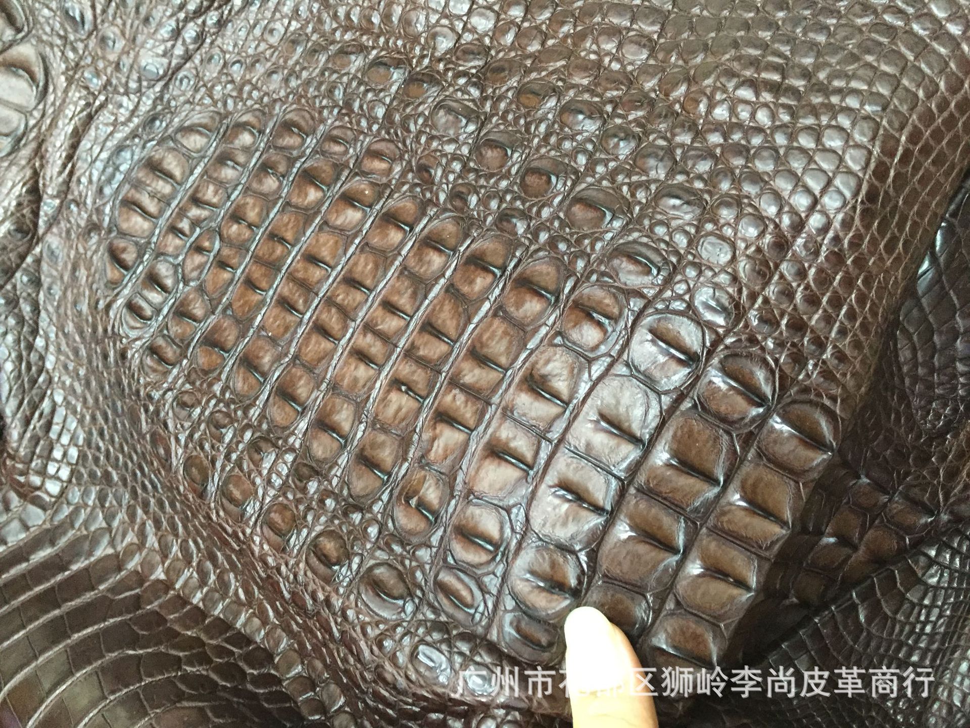 暹罗鳄带头整张鳄鱼皮