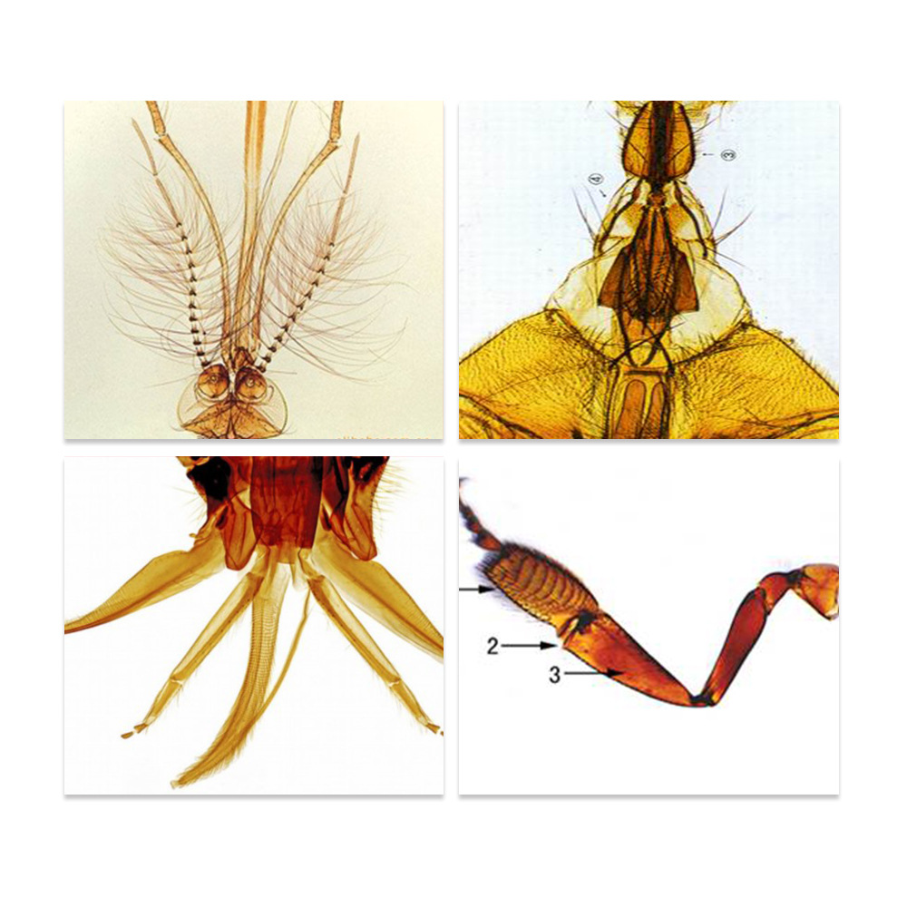 昆虫口器标本微观结构i清晰显微镜微观生物学玻片昆虫口器