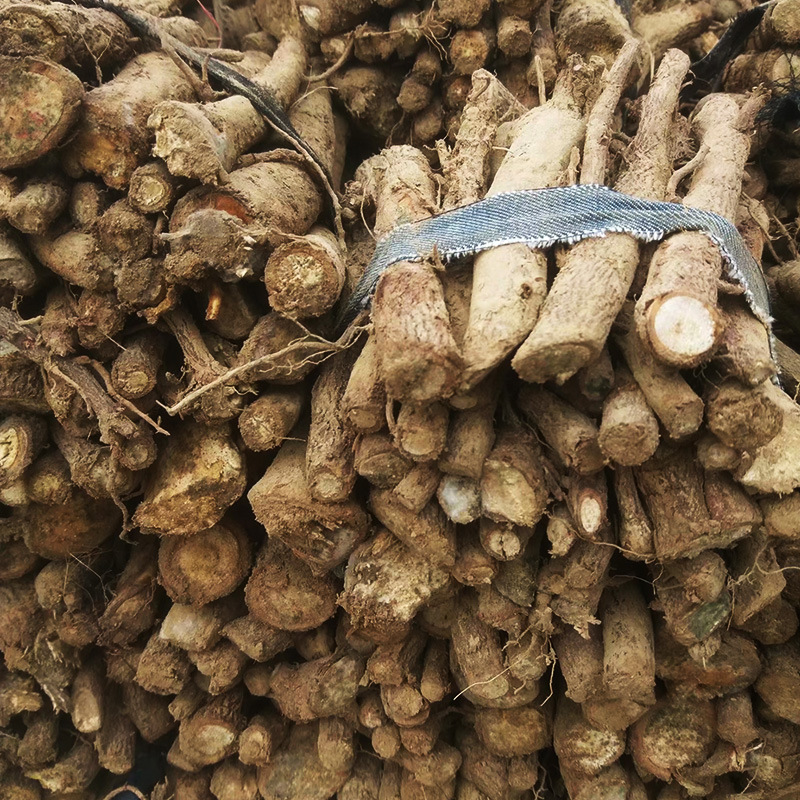 泡桐种根价格泡桐根厂家河南泡桐树根求购泡桐树种根苗华桐树种子