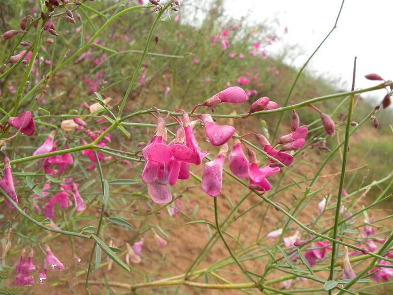 花棒种子 花棒 沙漠 沙地种植耐严寒 抗干旱 落叶灌木