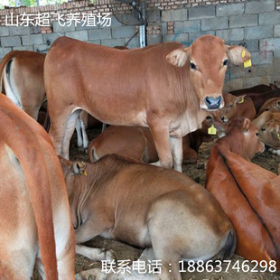 小母牛