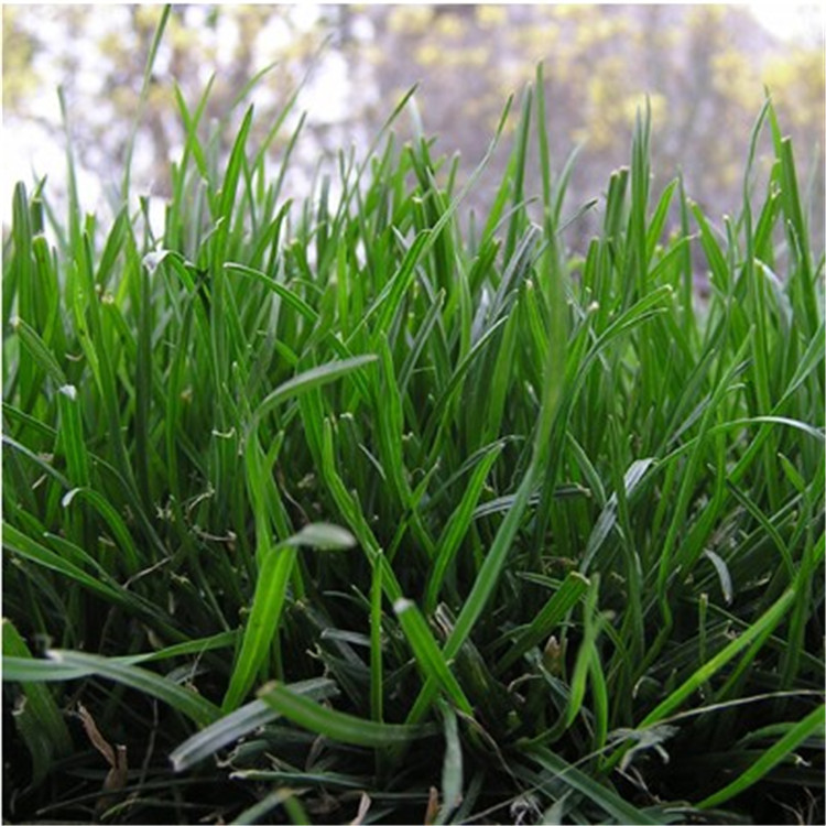 批发四季青早熟禾草籽 庭院别墅绿化草坪种子 低矮耐践踏不修剪