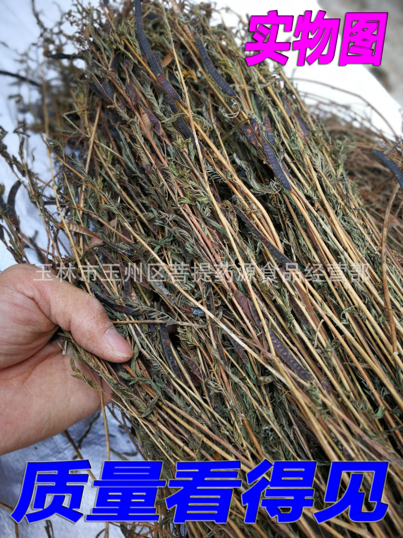 野生中药材铁甲草 益肝草 乙肝草 肝/炎草 软肝草中草药 今年新货