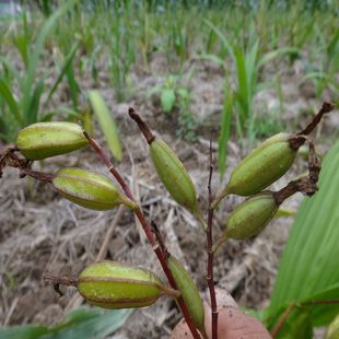 湖北远安宽叶紫花三叉大白及果荚 白芨直播组培种子白芨果夹批发