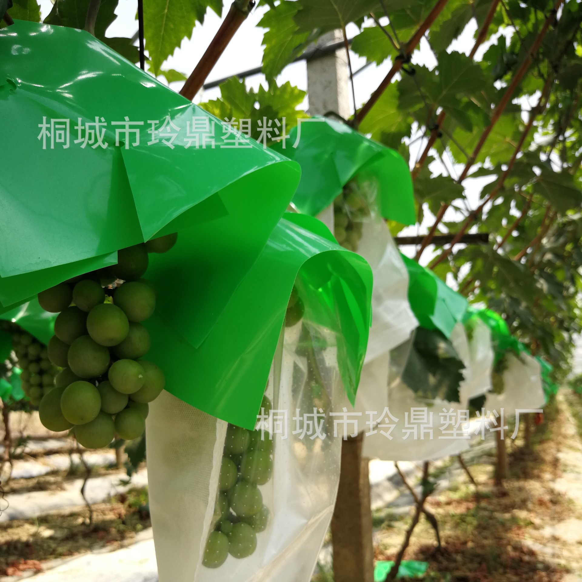 安徽玲鼎18055613789葡萄防日烧防果锈防鸟伞罩伞袋