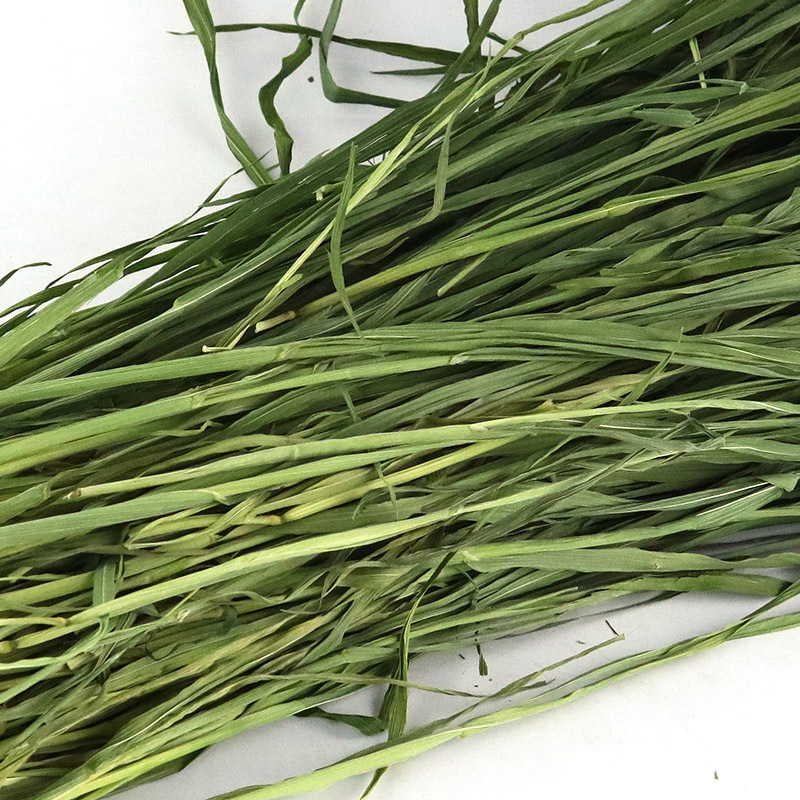 惠蒙 烘烤大麦草干草1kg非小麦草苗提摩西草南提果树草