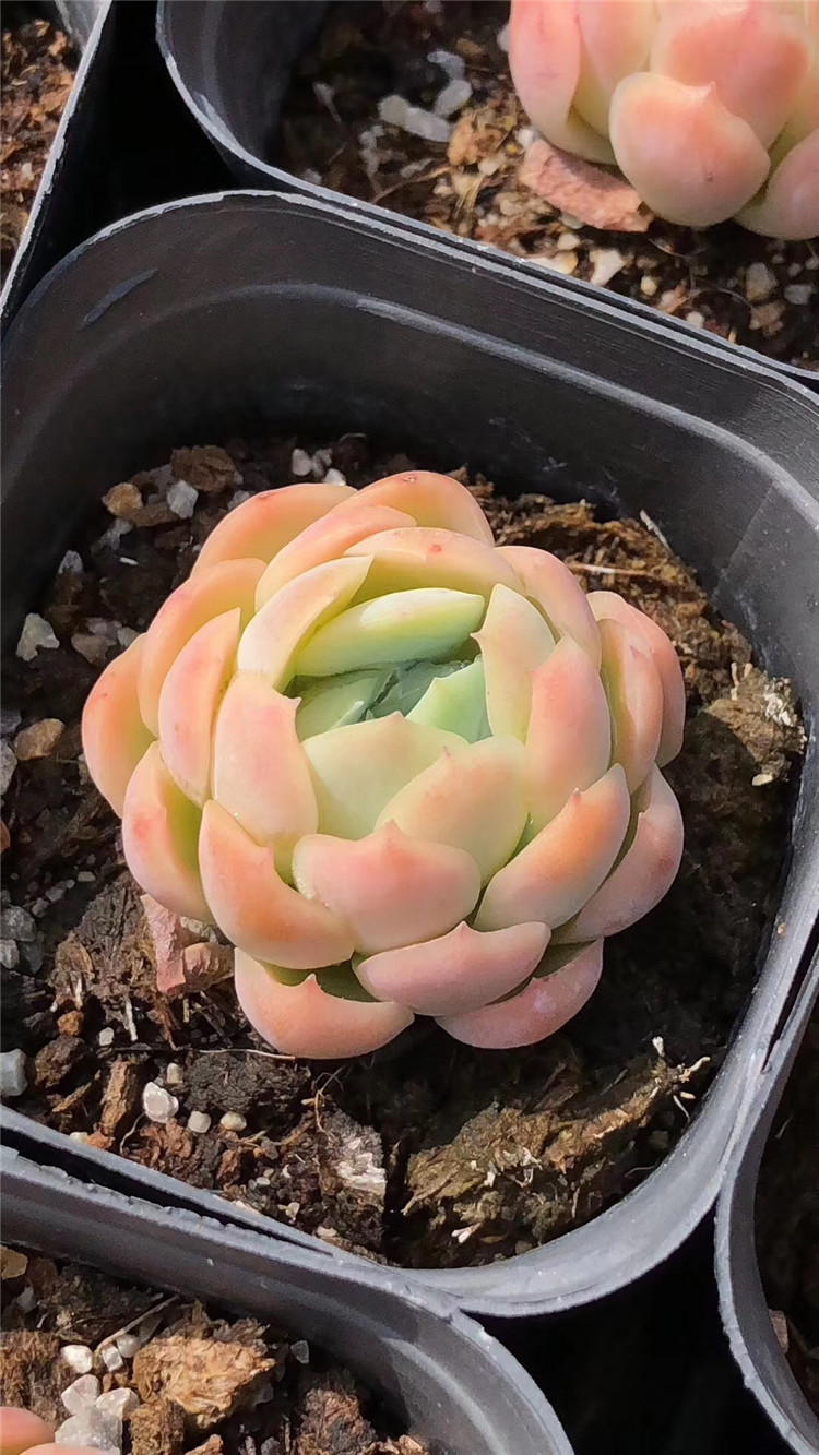 210基地特价批发多肉植物 状态双子贝瑞单头盆6.5cm多肉品种裸根