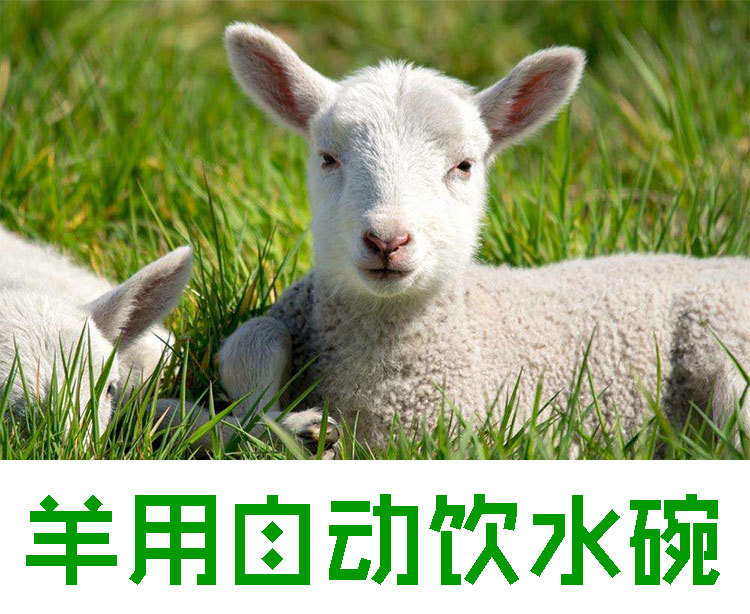 羊饮水碗铜阀头工程塑料羊用饮水器羊自动喝水碗抗摔碰养殖羊水碗