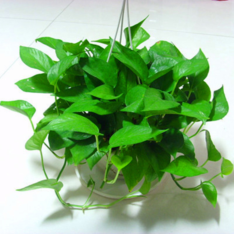 厂家出售绿航绿萝绿植盆栽阳台室内水培植物办公绿化花卉绿萝盆栽