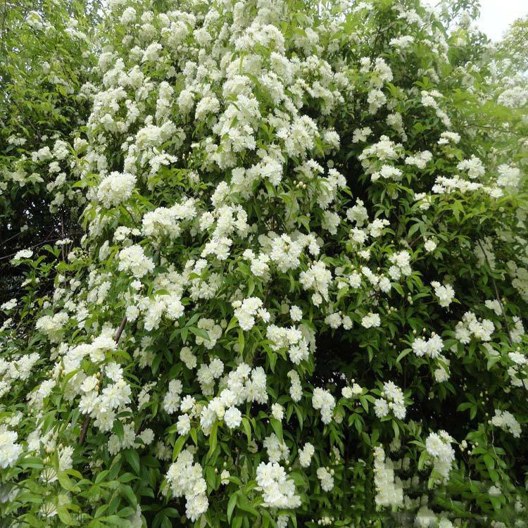 苗圃批发阳台盆栽攀援花卉 白木香花苗 白木香小苗 规格齐全