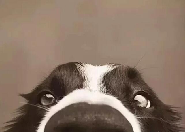 当狗狗伸头向你对大鼻子对着你-----你在干嘛! - 阿里巴巴专栏