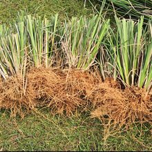 岩兰草根 香根草根 香薰原料 岩兰草精油 土木质香
