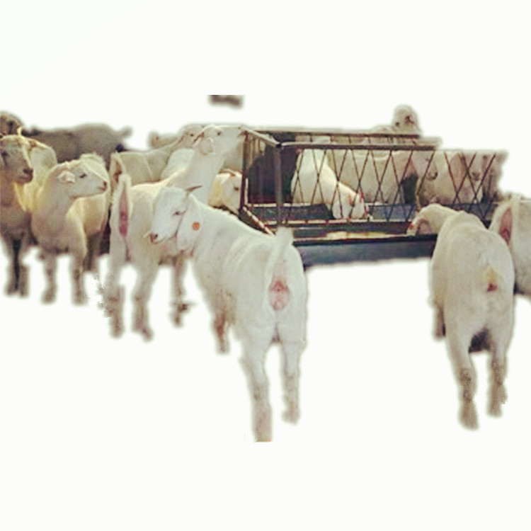 货到付款白山羊 美国白山羊价格 山羊养殖场批发回收白山羊黑山羊