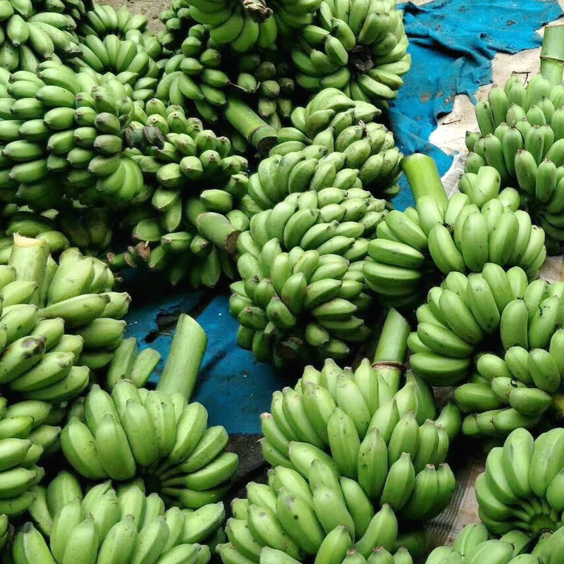 供应热带应季新鲜水果小米蕉米焦5斤9斤包邮一件代发