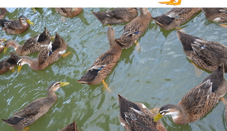 土鸭,虎峰镇,土鸭,鲜活生擒,现捉现卖