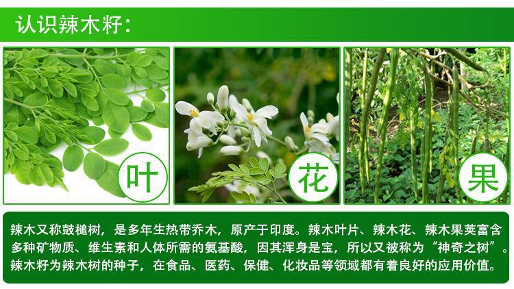 查阅了很多资料才明白:辣木籽有什么功效,辣木的功效