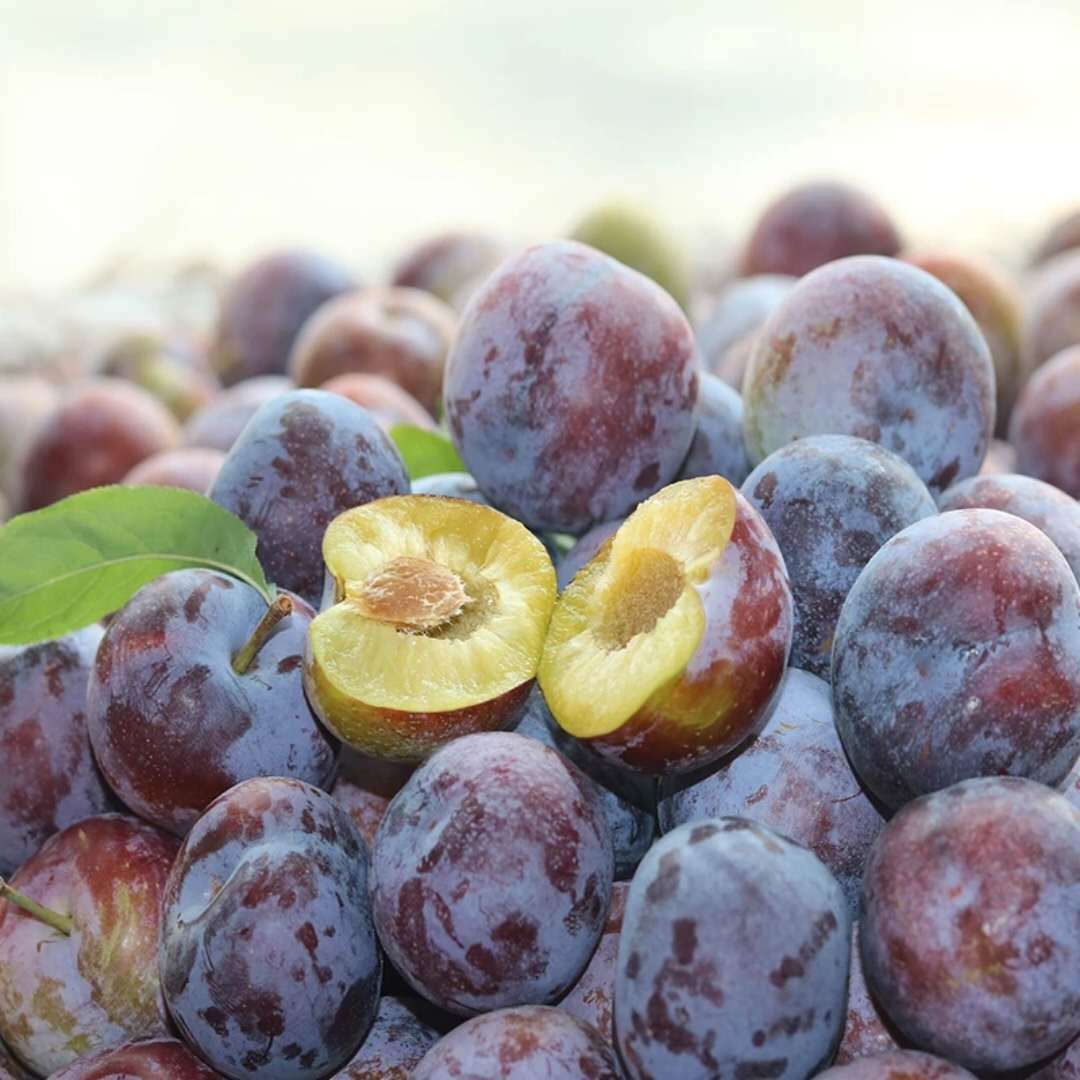 【预售】四川水果脆红李李子现摘5斤脱骨脆李包邮非半边红红茵李