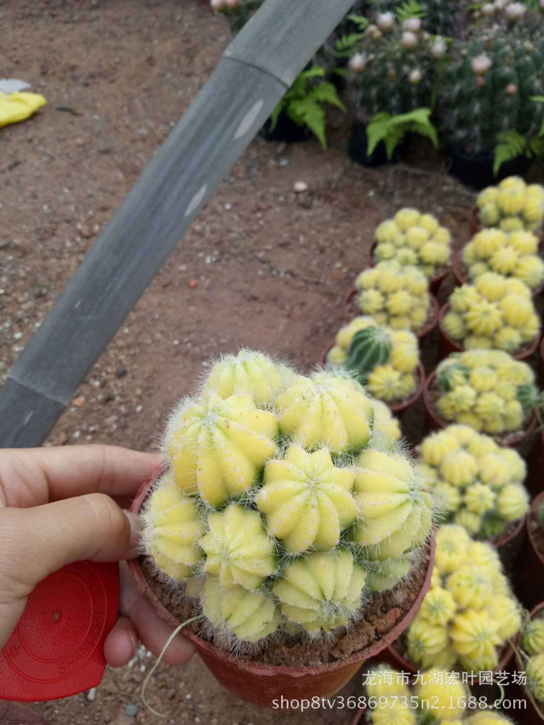 宏叶花卉 银光锦仙人球 自然锦 多肉植物仙人柱 沙生植物自产直批