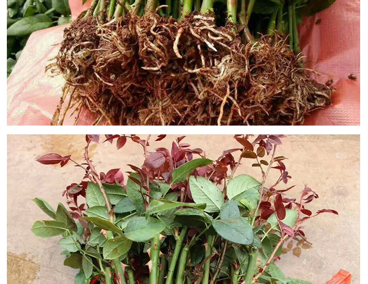 现货热销 四季玫瑰花苗种苗 绿化工程花卉苗木 品种齐全 价格优惠