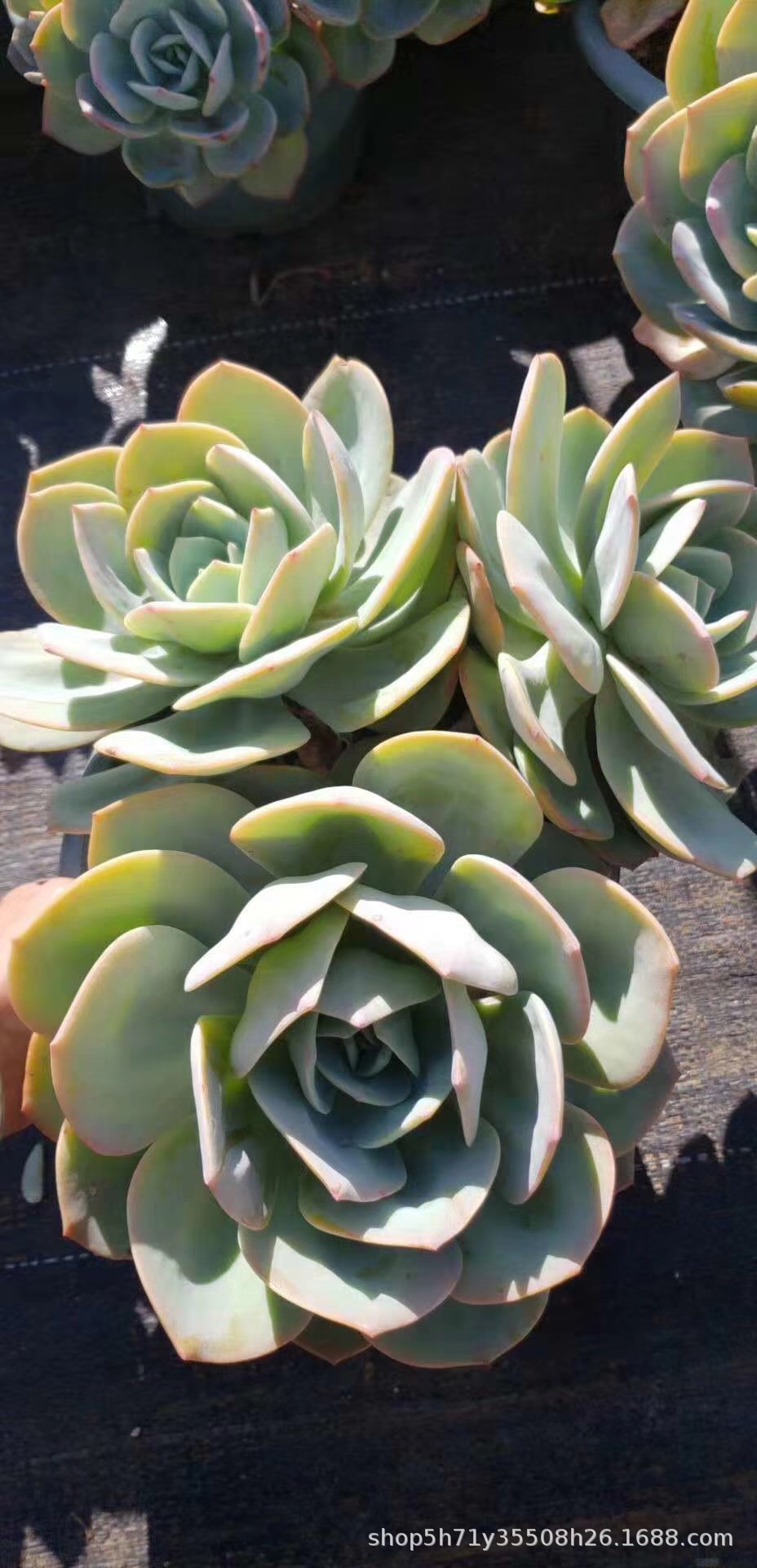 0382盆栽多肉植物大棚批发 白凤老桩群盆26cm多肉老桩品种裸根发