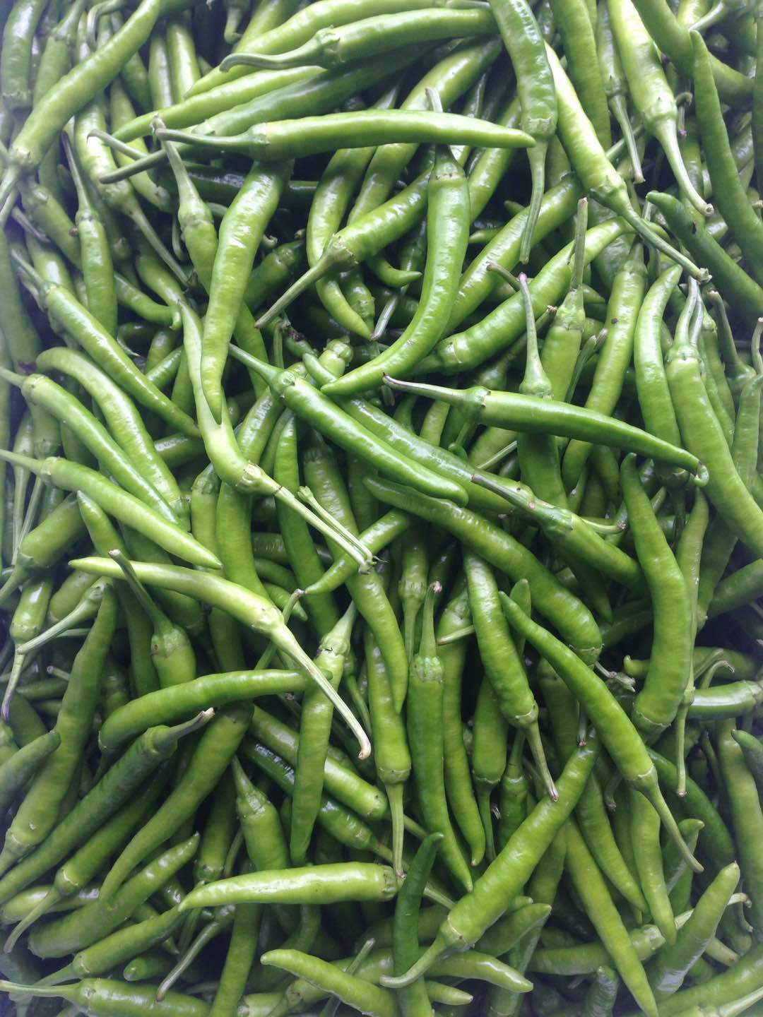 供应基地直发新鲜蔬菜预售6月发货新鲜杭椒辣椒青杭椒18斤件泡沫