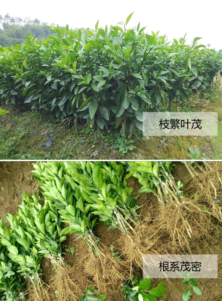 091无籽无核沃柑苗广西沃柑树苗嫁接武鸣橘子果树苗当年结果包邮