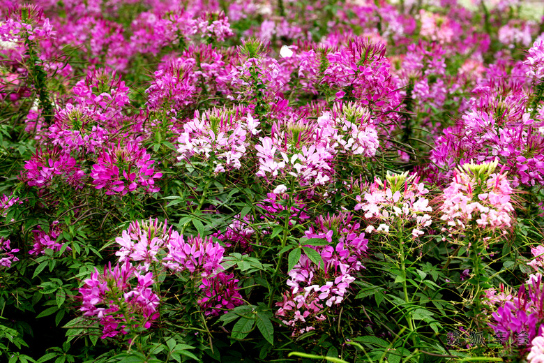 醉蝶花种子混色紫色粉色高杆花海花籽花种籽四季易活庭院蜜源