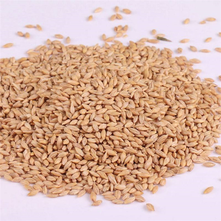 散装大麦种子大麦草 大麦苗种子 榨汁喝 麦种籽批发