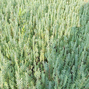 蓝亚麻种苗绿化植物蓝花亚麻园艺花卉易种植 花卉绿植盆栽种苗