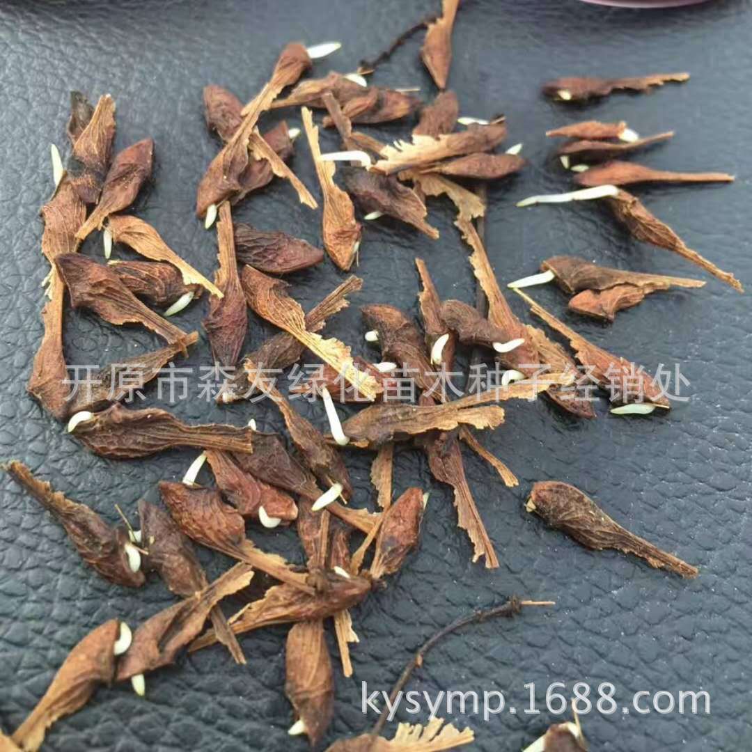 三角枫种子 茶条槭种子批发 种子价格 三角槭小苗 三角枫球造型