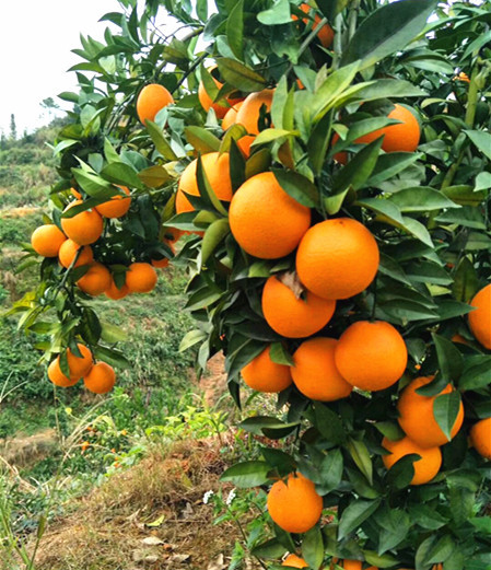 红肉脐橙苗红心脐橙苗批发果树苗木供应湖北基地自产自销