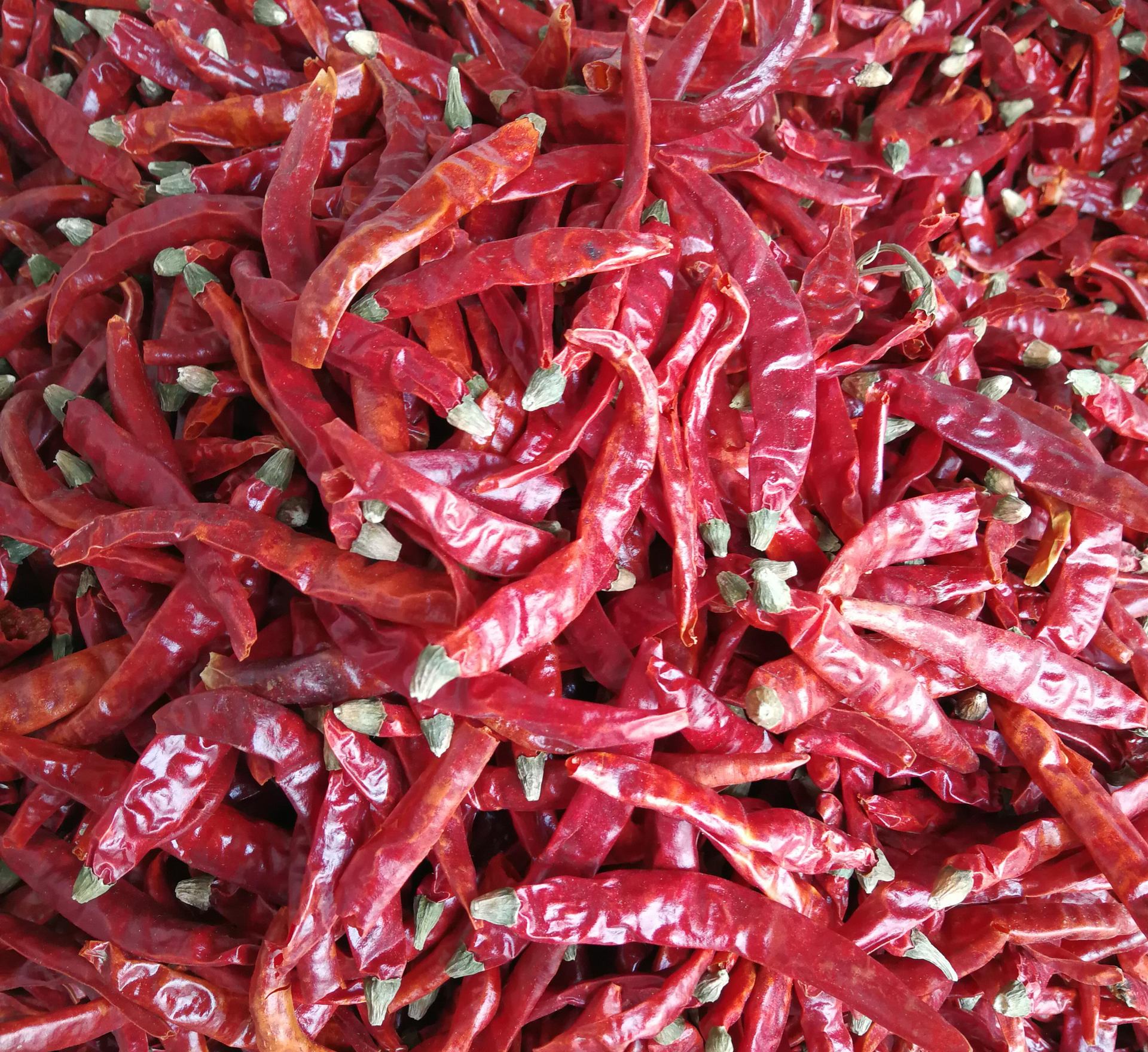 辣椒干批发印度椒s17 印度魔鬼椒s17 辣椒干 干辣椒s14