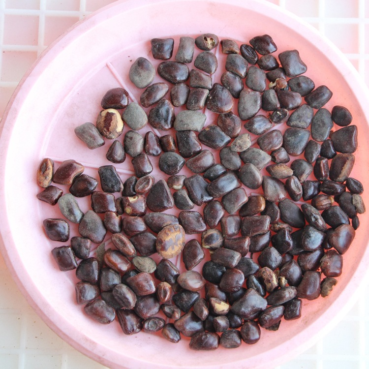 散装酸角种子 酸豆 罗望子酸梅 酸角树种子 甜角种子 果树种子