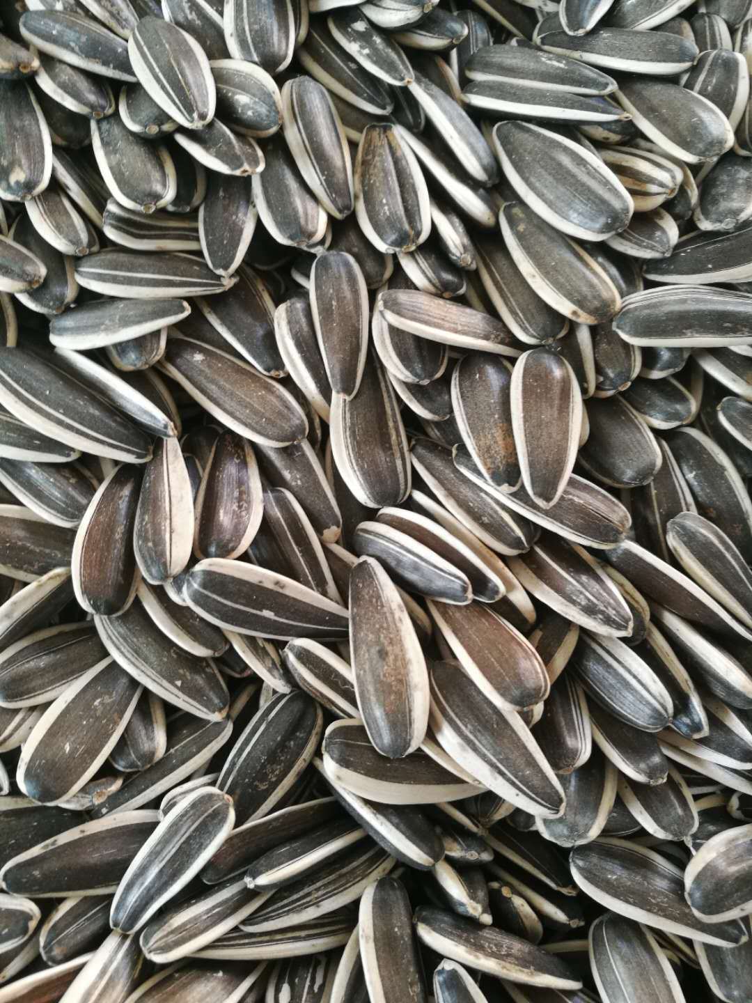 批发内蒙古生瓜子 葵花籽 赤峰363 特产 皮亮 皮薄 新货