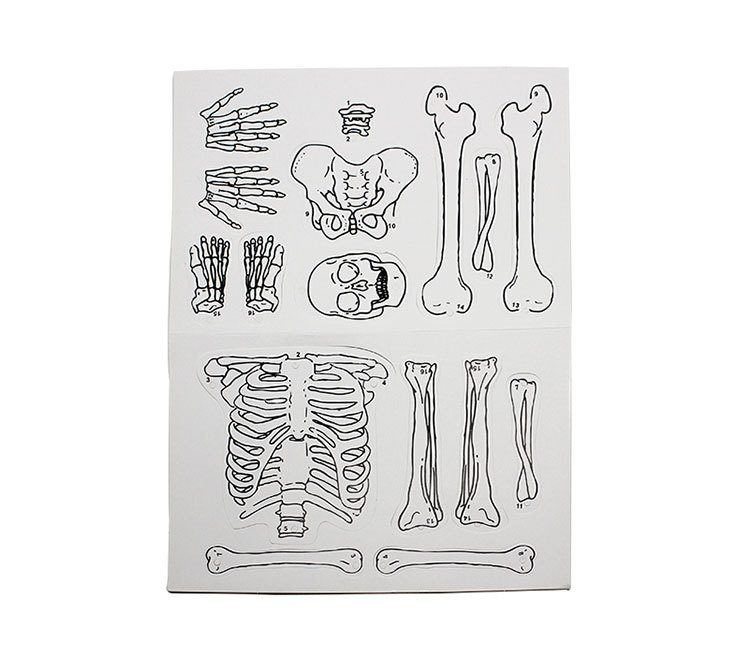 科技小制作 人体骨架 科学实验模型人体骨骼拼图 实验器材diy教具